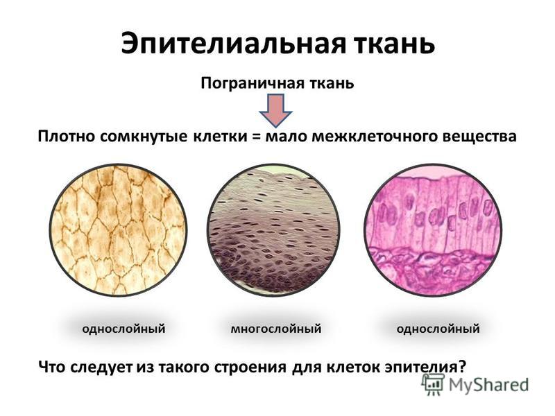 нервная ткань фото под микроскопом онлайн нервная ткань фото под микроскопом