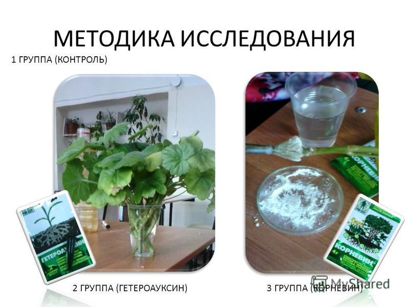 Презентация на тему: "Влияние стимуляторов роста на формирование и развитие корн