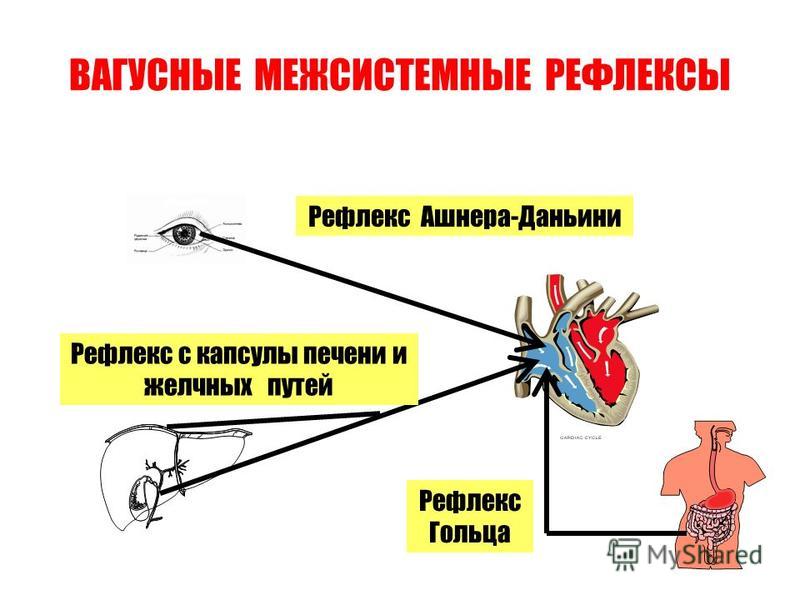 рефлекс през-в 3 классик рефлекс през-в 3 классик