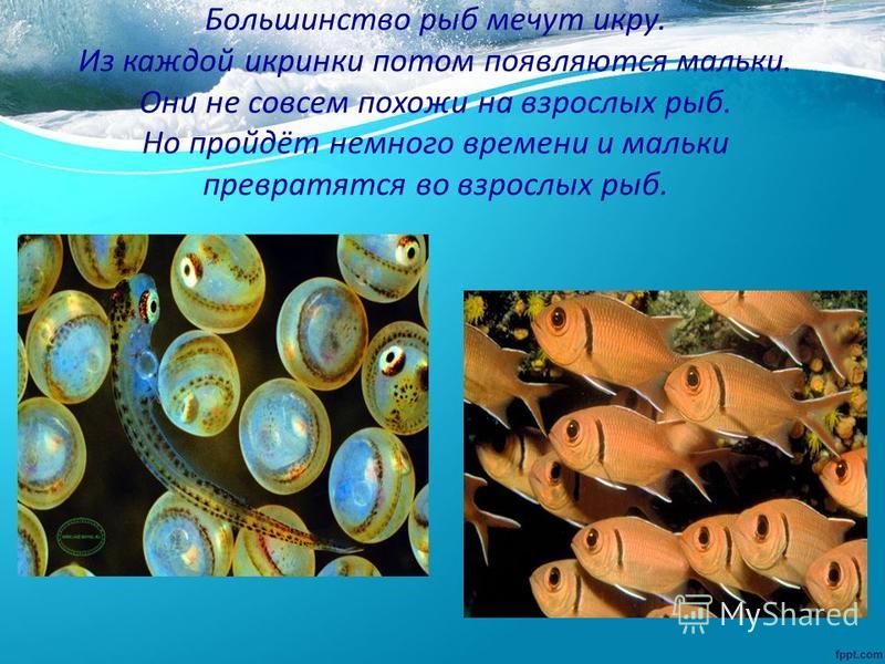 Международный конкурс для педагогов бесплатно Международный конкурс для педагогов бесплатно