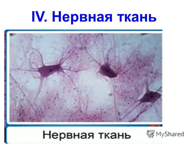 IV. Нервная ткань