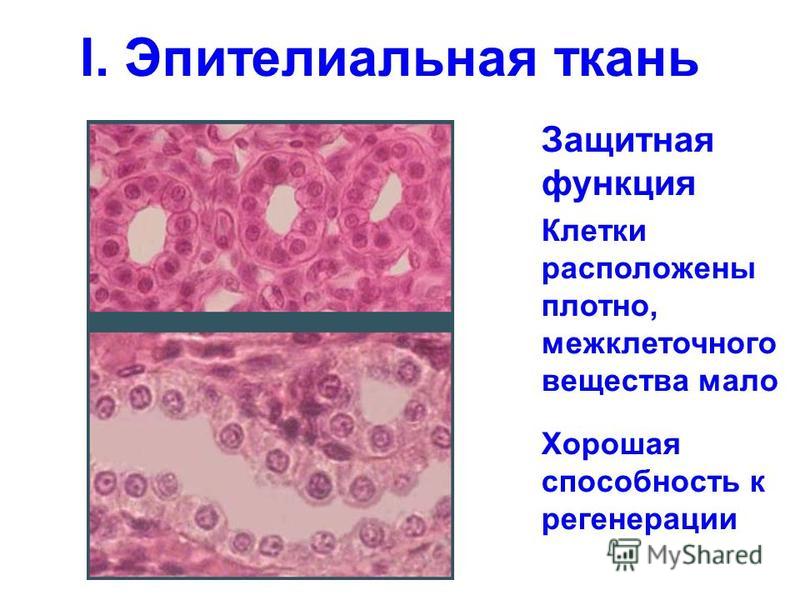 I. Эпителиальная ткань Защитная функция Клетки расположены плотно, межклеточного вещества мало Хорошая способность к регенерации