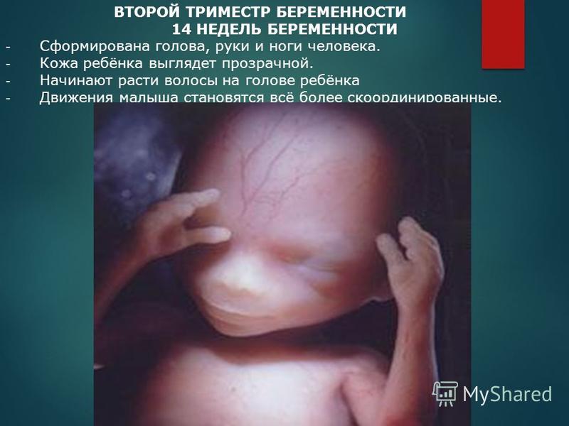 2 недели недель беременности