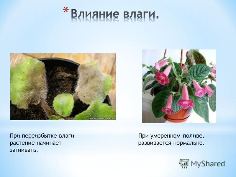 Как влияет влажность на растения фото - Arhids.ru