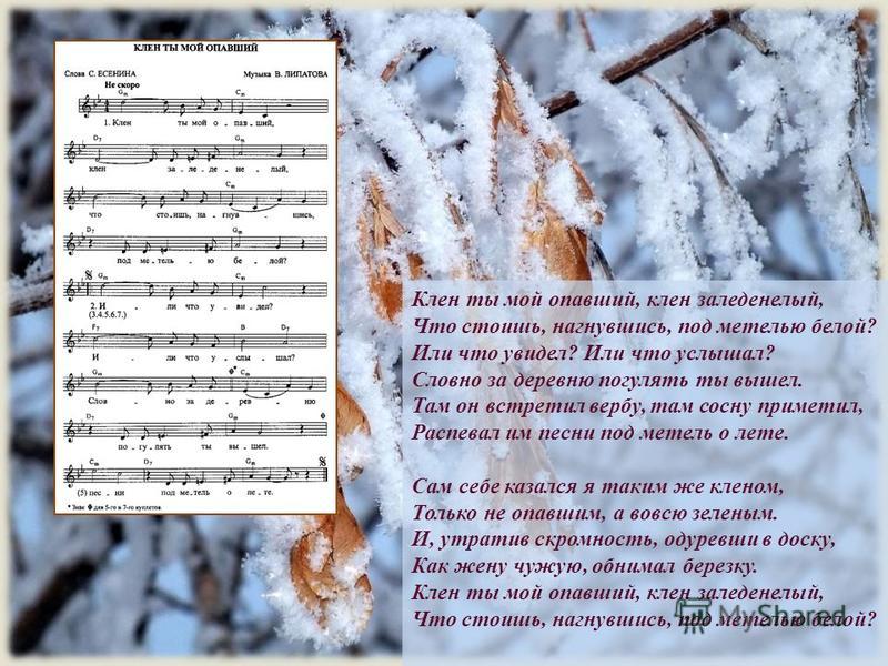 Клен ты мой опавший клен заледенелый стих Клен ты мой опавший клен заледенелый стих