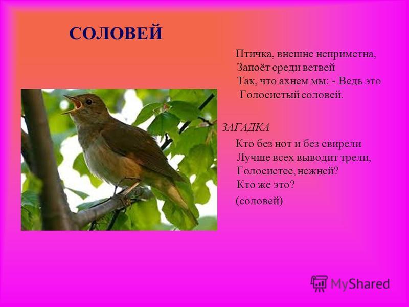 Стих о соловье для детей Стих о соловье для детей