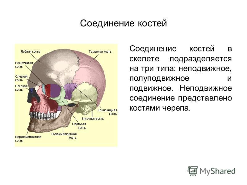 Соединения костей схемы Соединения костей схемы