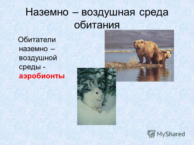 организм человека среда обитания паразитов организм человека среда обитания паразитов