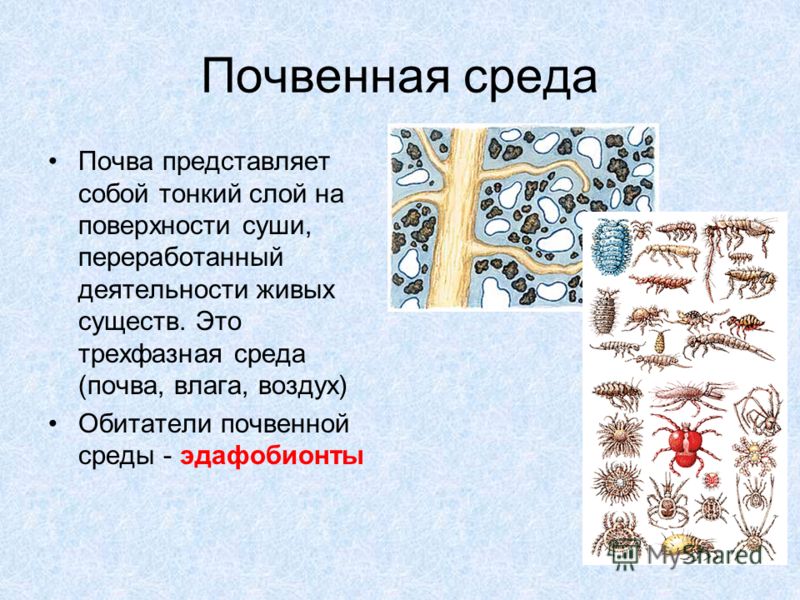 Презентация Хищничество 11 Класс