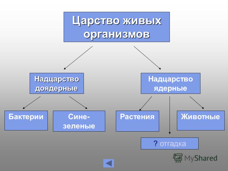 одноклеточные паразиты в теле человека одноклеточные паразиты в теле человека