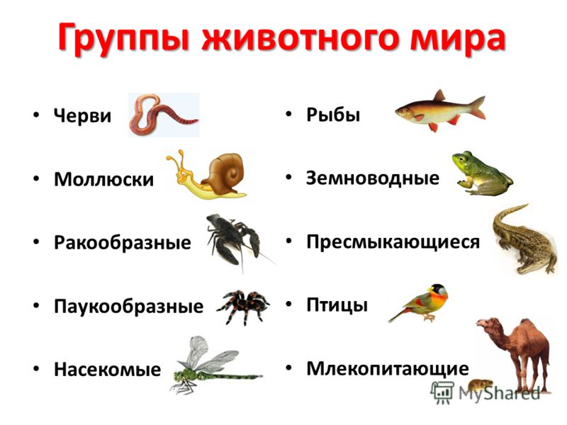 Стандарты второго поколения: программы формирования и развития универсальных учебных действий: Все для отдыха: юмор, музыка, фильмы, обои Гдз 5 класс баранов