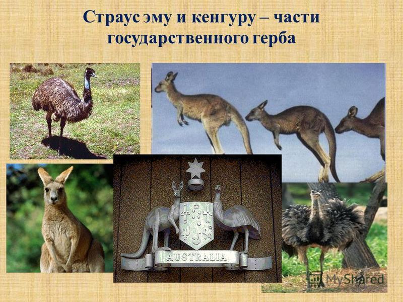 Страус эму и кенгуру – части государственного герба