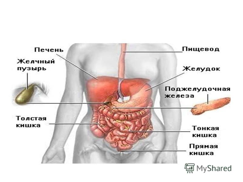 Как Устроен Человек Фото