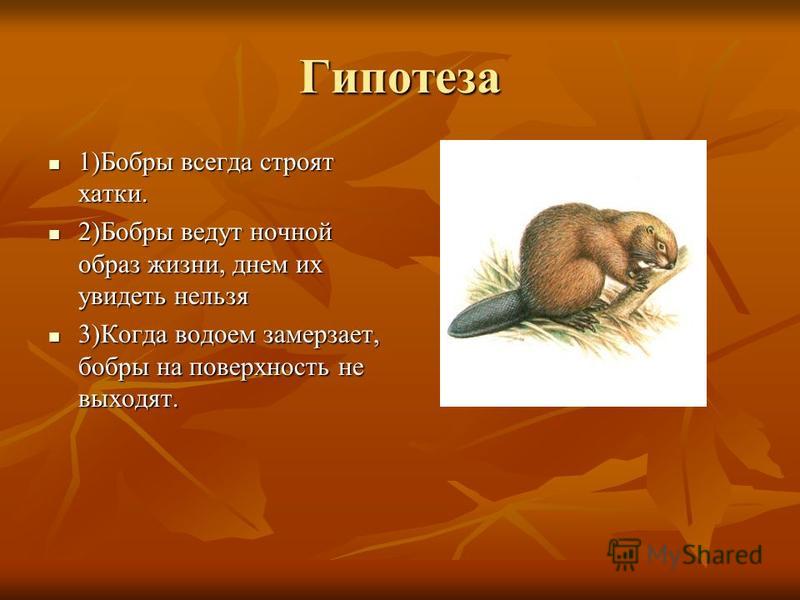 Проект про бобров 4 класс Рассказ бобровая хатка план - Basanova.ru