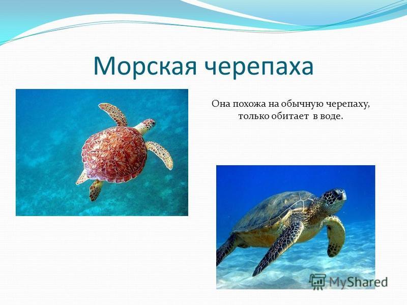 Морская черепаха Она похожа на обычную черепаху, только обитает в воде.