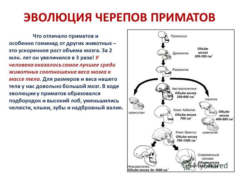 Подбородок с чем связано Подбородок с чем связано