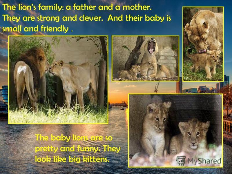 The lions family: a father and a mother. They are strong and clever. And their baby is small and friendly. The baby lions are so pretty and funny. They look like big kittens.