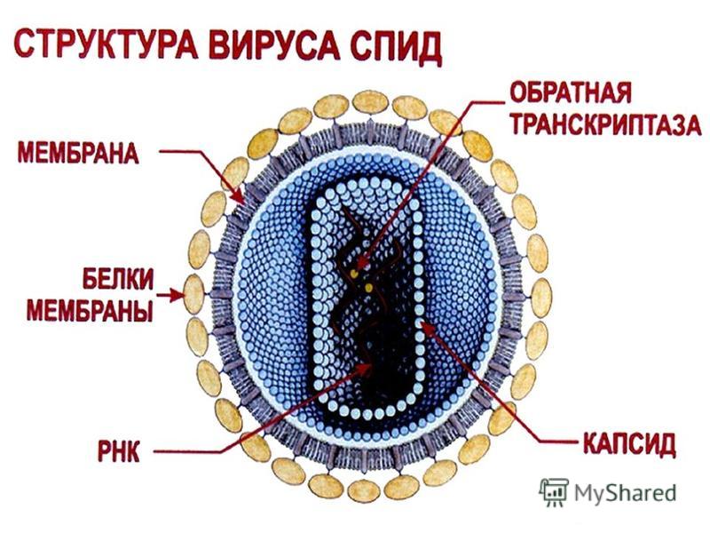 Затылочная область болит причины