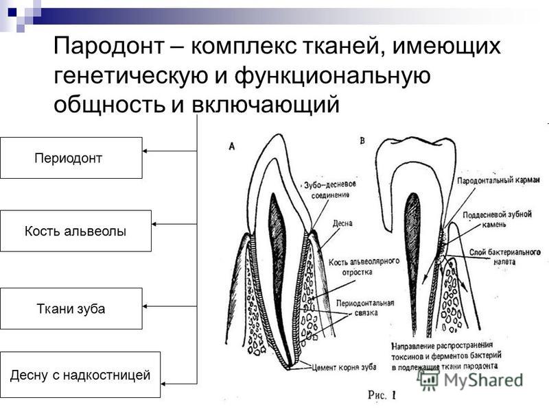 Костная ткань основа зуба Костная ткань основа зуба