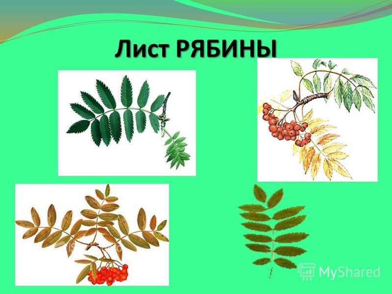 Какое расположение листьев у рябины