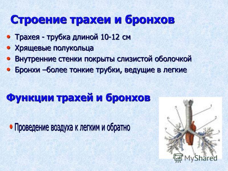 Трахея латинское название местоположение функции таблица