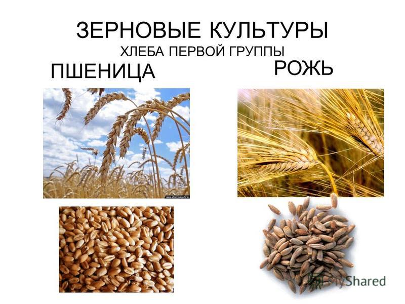Фото где ПШЕНИЦА КУКУРУЗА ЯЧМЕНЬ РИС РОЖЬ