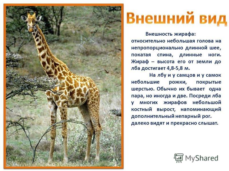 Проект о жирафе 5 класс
