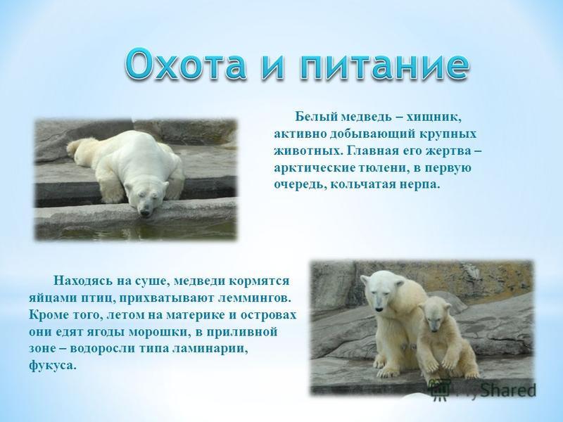 Проект про белого медведя