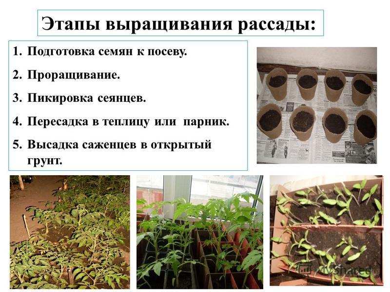 Советы для выращиванию растений Советы для выращиванию растений