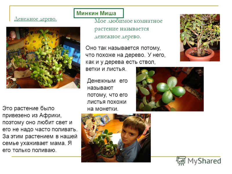 Чем собрать урожай в майнкрафте Чем собрать урожай в майнкрафте
