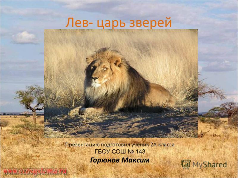 Лев- царь зверей Презентацию подготовил ученик 2А класса ГБОУ СОШ 143 Горюнов Максим