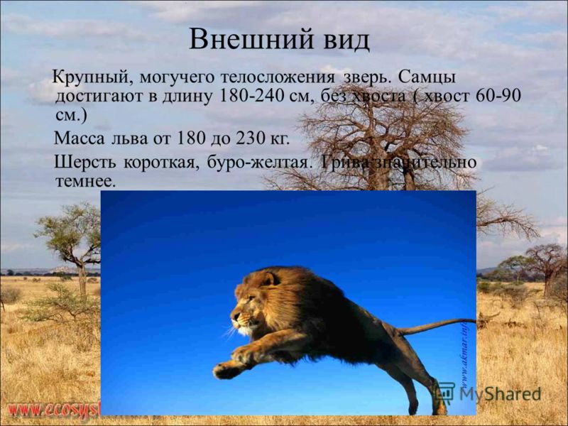 Внешний вид Крупный, могучего телосложения зверь. Самцы достигают в длину 180-240 см, без хвоста ( хвост 60-90 см.) Масса льва от 180 до 230 кг. Шерст