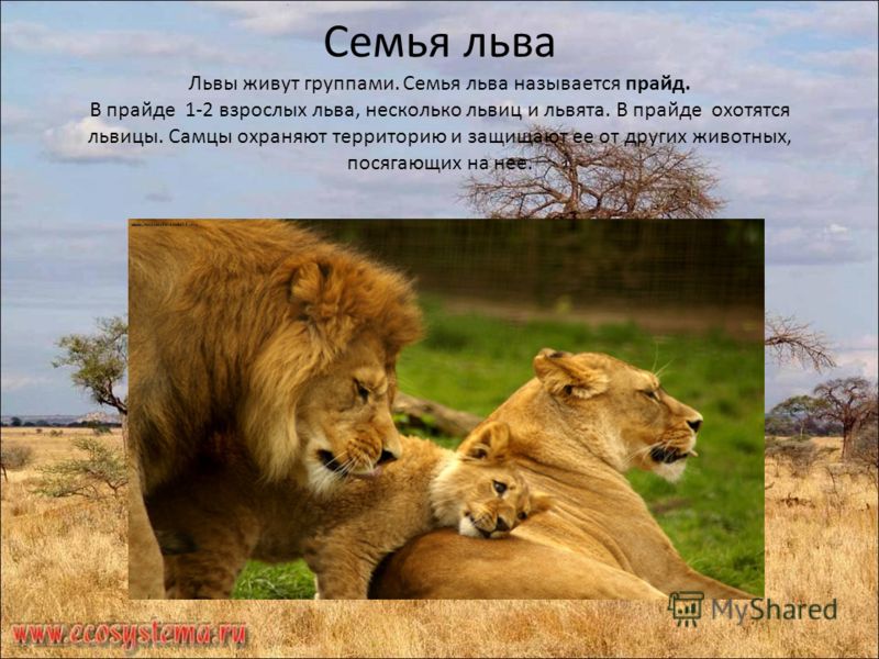 Семья льва Львы живут группами. Семья льва называется прайд. В прайде 1-2 взрослых льва, несколько львиц и львята. В прайде охотятся львицы. Самцы охр