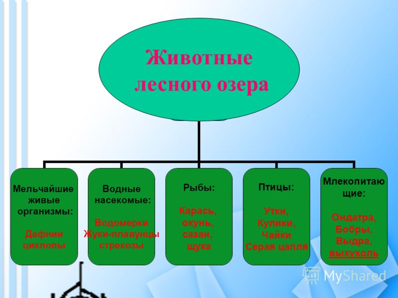 Презентация На Тему Жуки Презентация На Тему Жуки