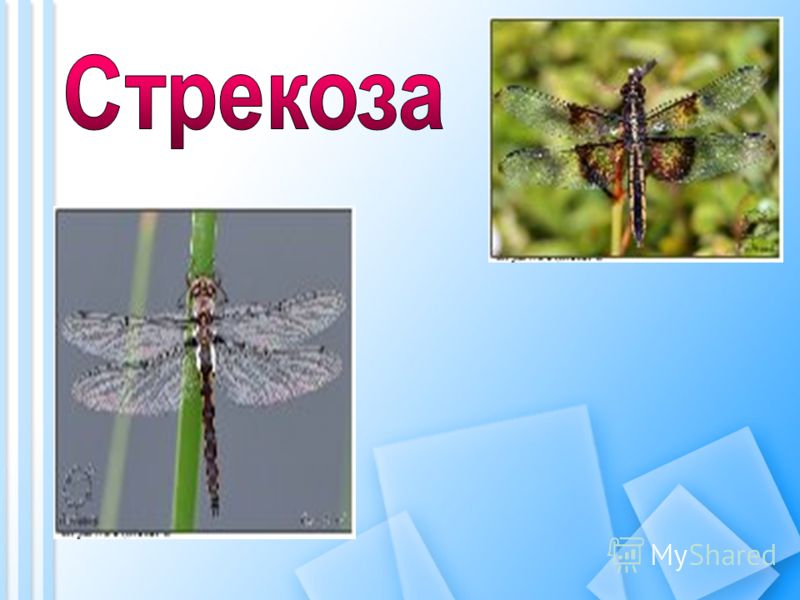 Презентация На Тему Жуки Презентация На Тему Жуки