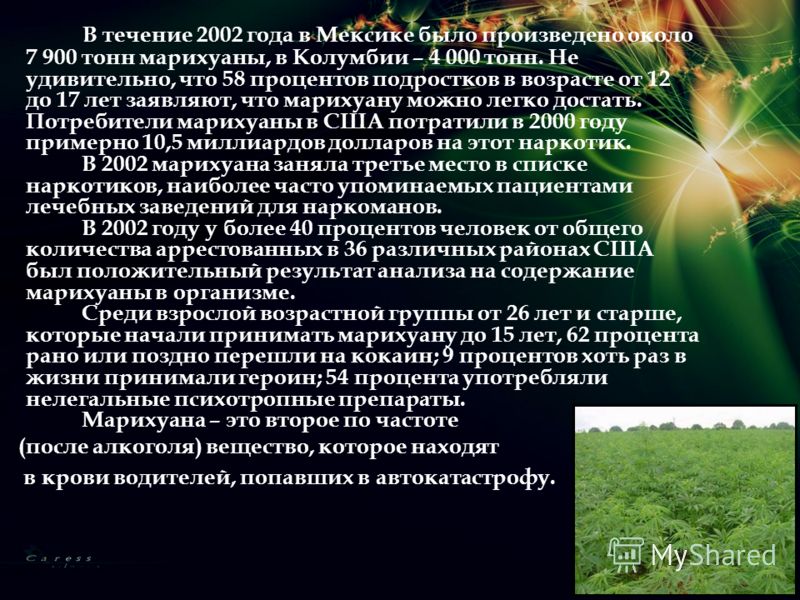 В течение 2002 года в Мексике было произведено около 7 900 тонн марихуаны, в Колумбии – 4 000 тонн. Не удивительно, что 58 процентов подростков в возр