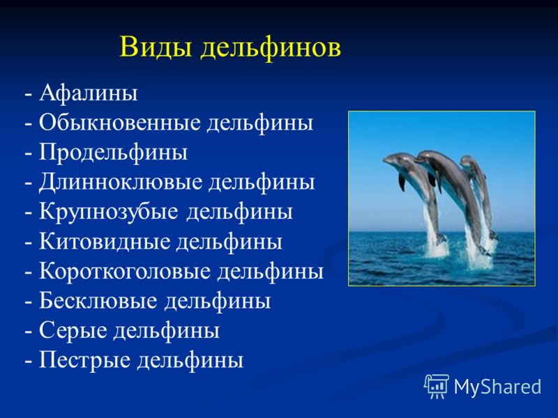 Презентация на Тему Дельфины 4 Класс