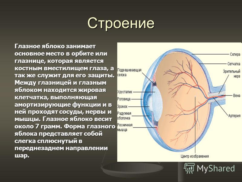 Форма яблока Форма яблока