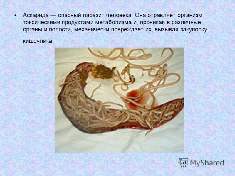самый лучший рецепт приготовления раков