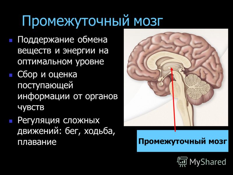 Ориентировочные рефлексы связаны Ориентировочные рефлексы связаны