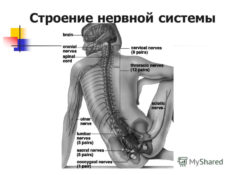 Читать онлайн а.кристи прилив