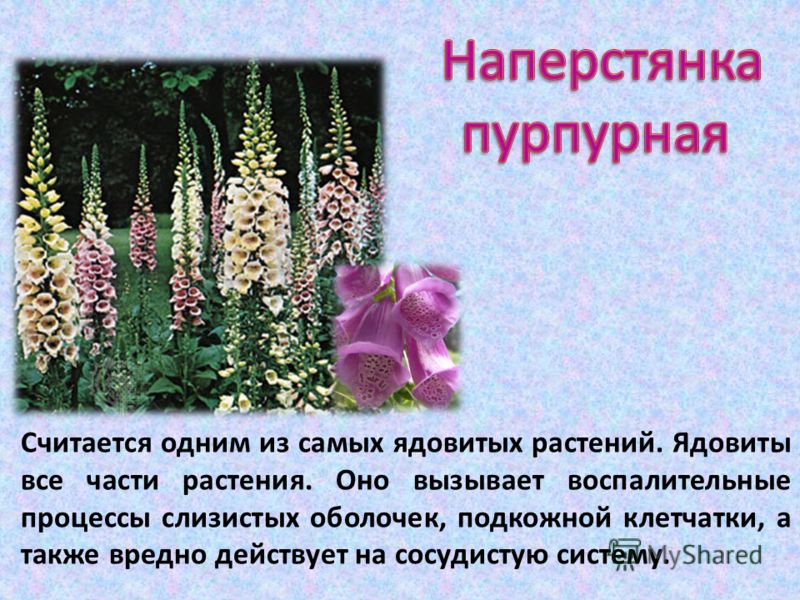 при кашле неприятный запах изо рта при кашле неприятный запах изо рта