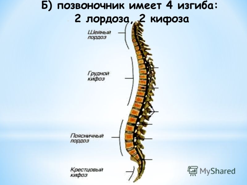 Грудной позвоночник скелет Грудной позвоночник скелет