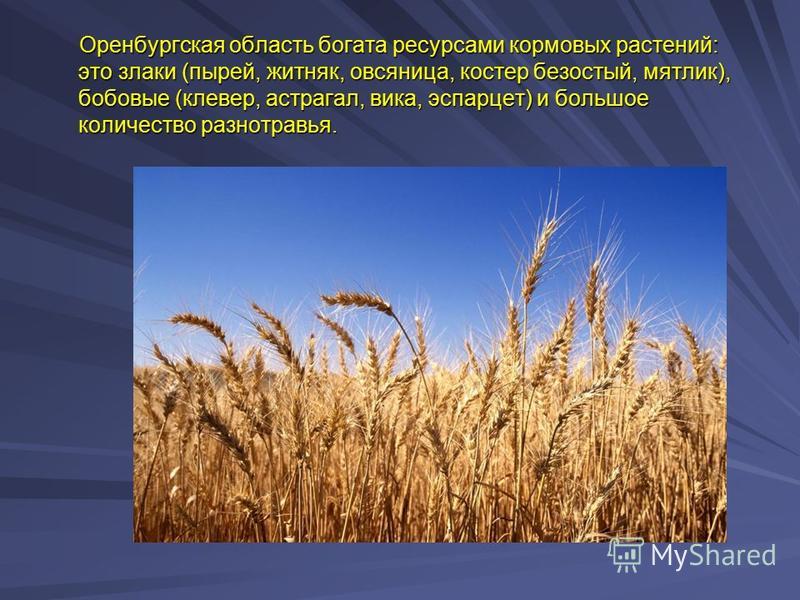 Природа родного края оренбургская область проект