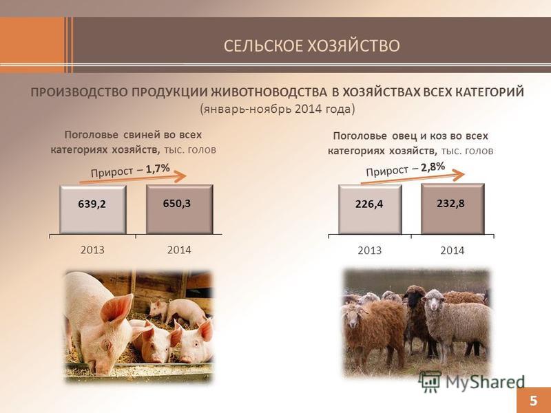 СЕЛЬСКОЕ ХОЗЯЙСТВО ПРОИЗВОДСТВО ПРОДУКЦИИ ЖИВОТНОВОДСТВА В ХОЗЯЙСТВАХ ВСЕХ КАТЕГОРИЙ (январь-ноябрь 2014 года) 5 Поголовье овец и коз во всех категориях хозяйств, тыс. голов Поголовье свиней во всех категориях хозяйств, тыс. голов
