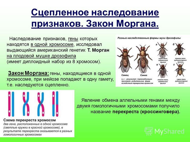 суть закона сцепленного наследования признаков верил, что