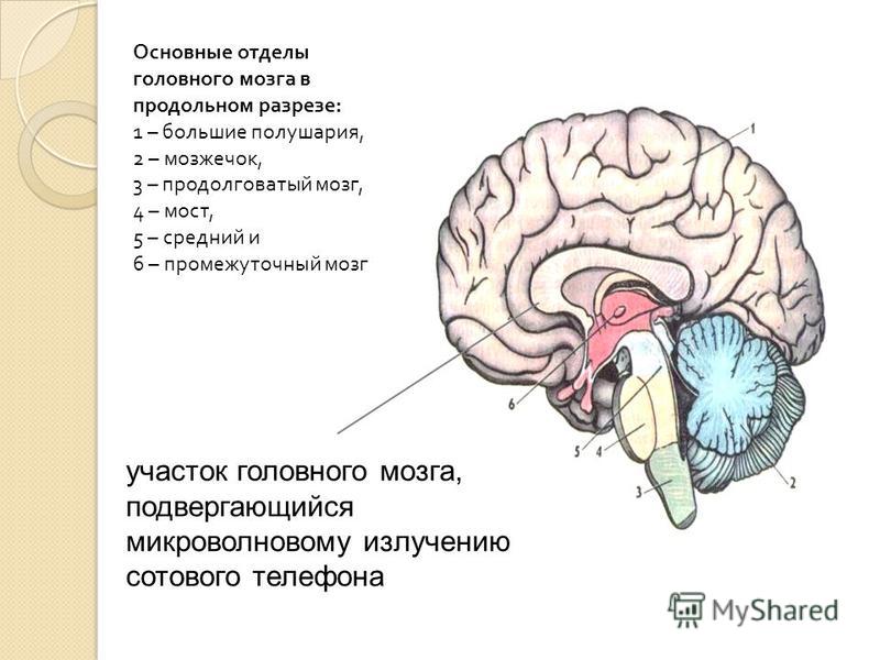 Схема мозги с участками Схема мозги с участками