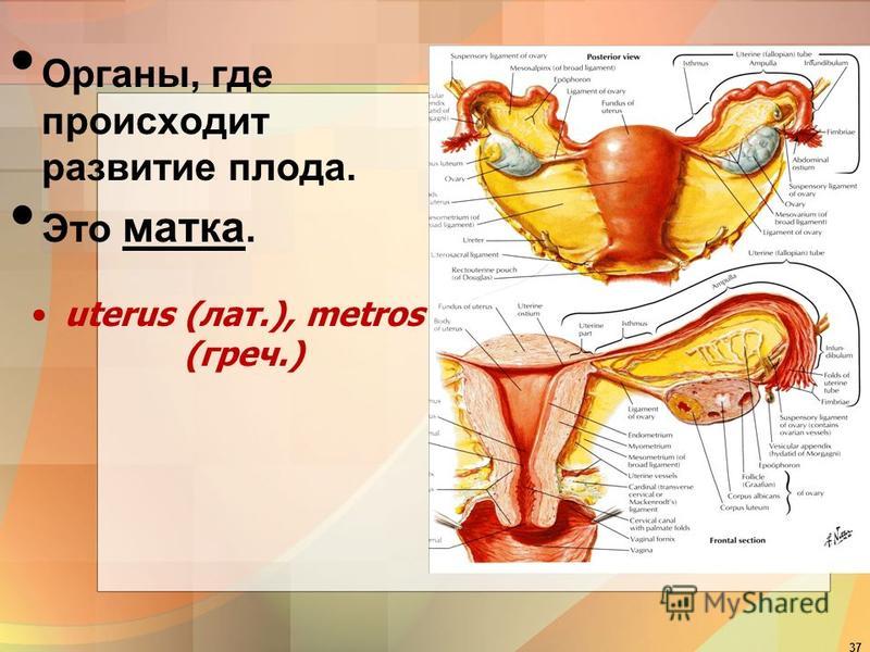 Наружные женские половые органы Наружные женские половые органы