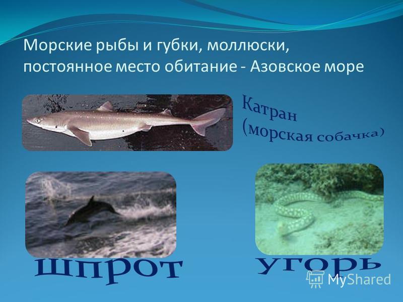 Морские рыбы и губки, моллюски, постоянное место обитание - Азовское море