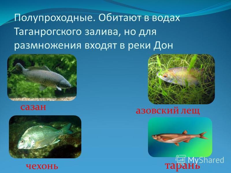 Полупроходные. Обитают в водах Таганрогского залива, но для размножения входят в реки Дон сазан азовский лещ чехонь тарань